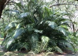 Arenga Engleri 30G [Dwarf Sugar Palm]